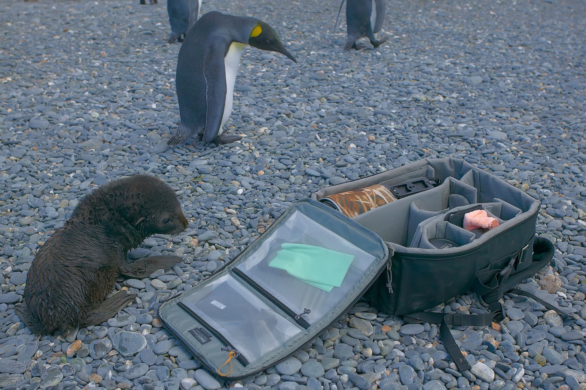 junger Seebär und ein Königspinguin interessieren sich für meinen Fotorucksack